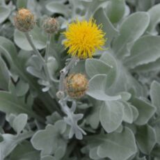 5056771001109 1 Centaurea Mercury.JPG